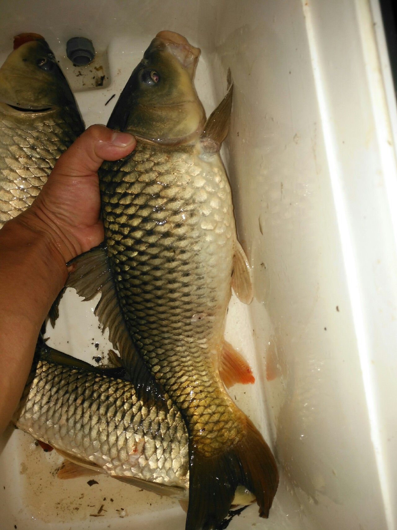 野钓运气爆棚,野钓钓到了1000斤大鱼