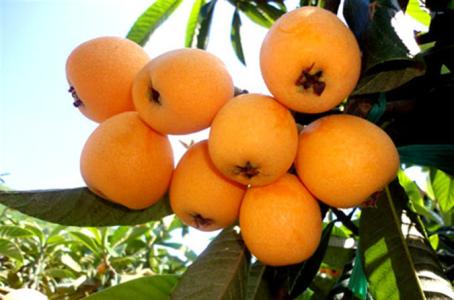 止咳的水果有哪些,这6种水果蒸着吃止咳化痰又润肺