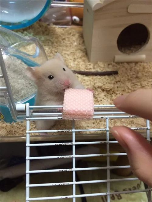 日推网友鼠年仓鼠腮帮子大赛，满屏圆滚滚毛茸茸敲可爱