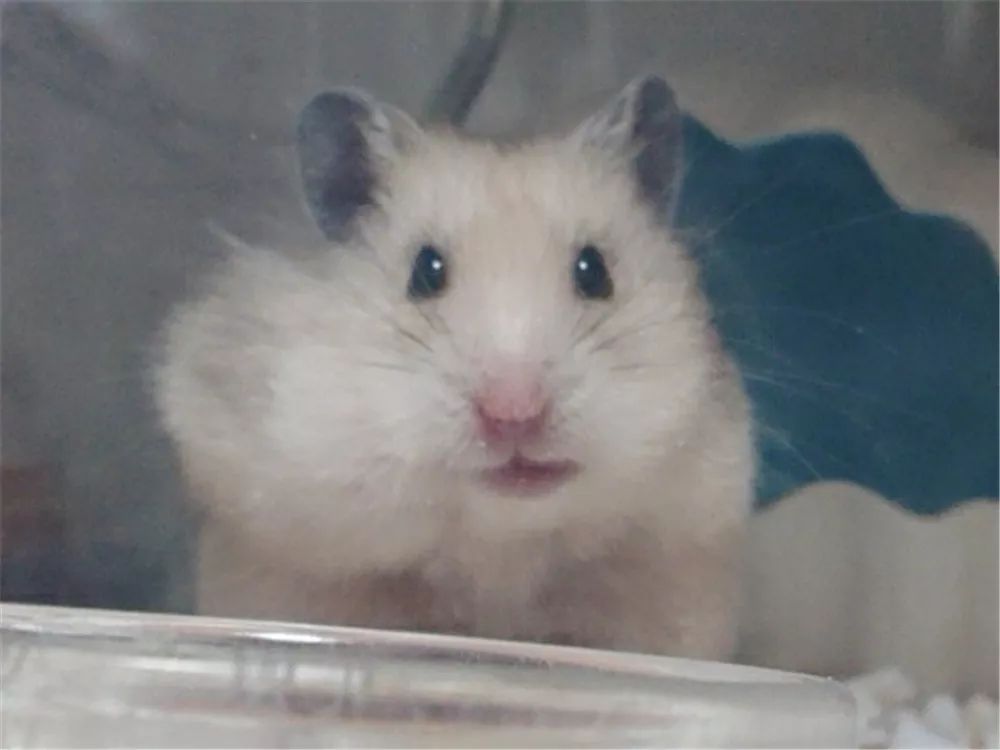 日推网友鼠年仓鼠腮帮子大赛，满屏圆滚滚毛茸茸敲可爱