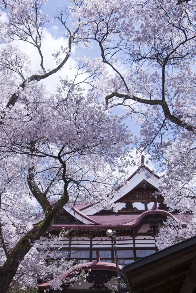 2020日本樱花花期,最新樱花观赏时间表