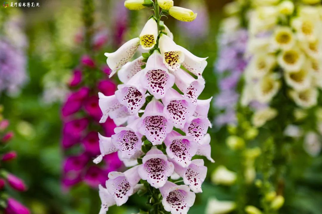 冬天也能赏到鲜花的芬芳,园博苑花海季节