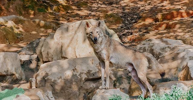 广州长隆野生动物世界旅游攻略,暖冬长隆3天2晚