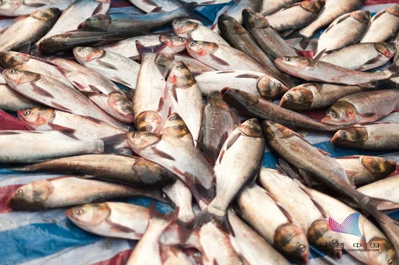 年终谣言又来？！为保活给鱼喂柴油，吃了中毒？专业辟谣来了