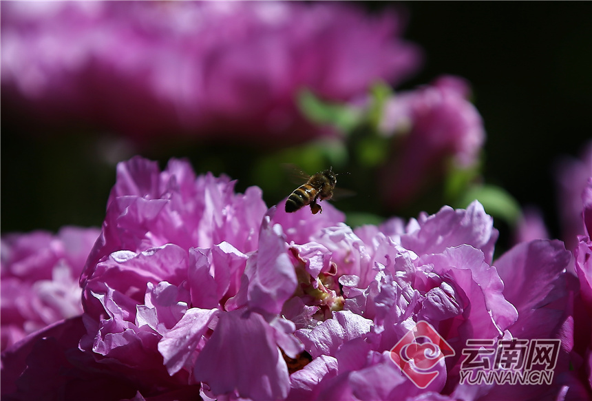 昆明昙华寺公园牡丹花开了吗,昙华寺公园牡丹开了吗