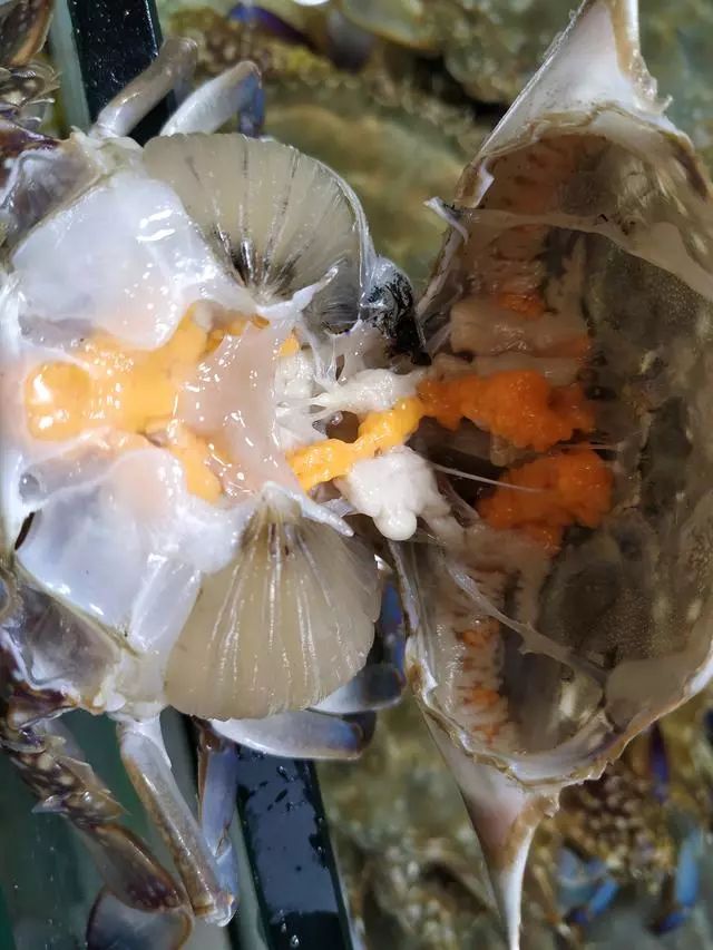 青岛海鲜城螃蟹多少钱一只 (青岛螃蟹今年为啥便宜)