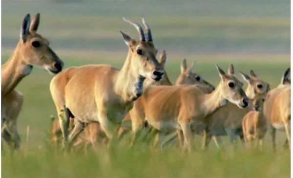 中国人为什么爱吃野生动物,李时珍主张吃什么肉最好