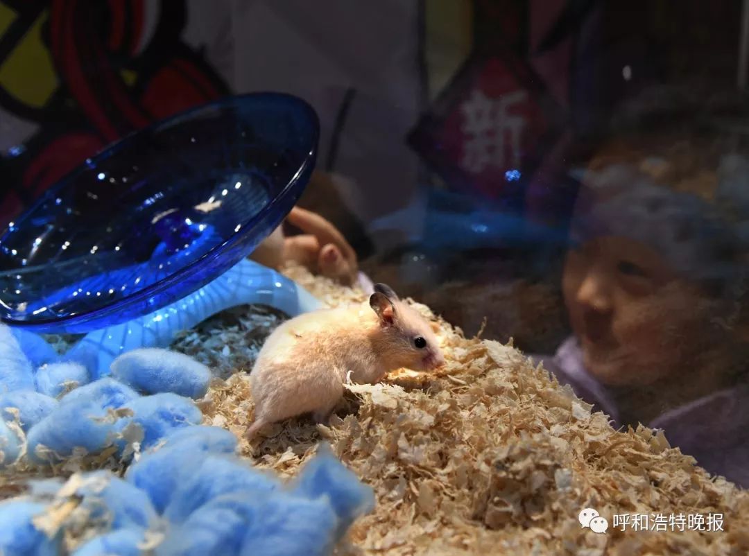 早报日报晚报,晚报潍坊