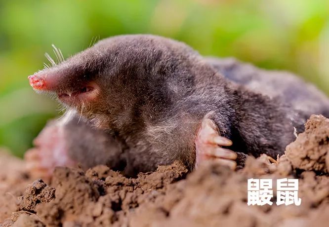 关于鼠的正确认识,鼠的冷知识