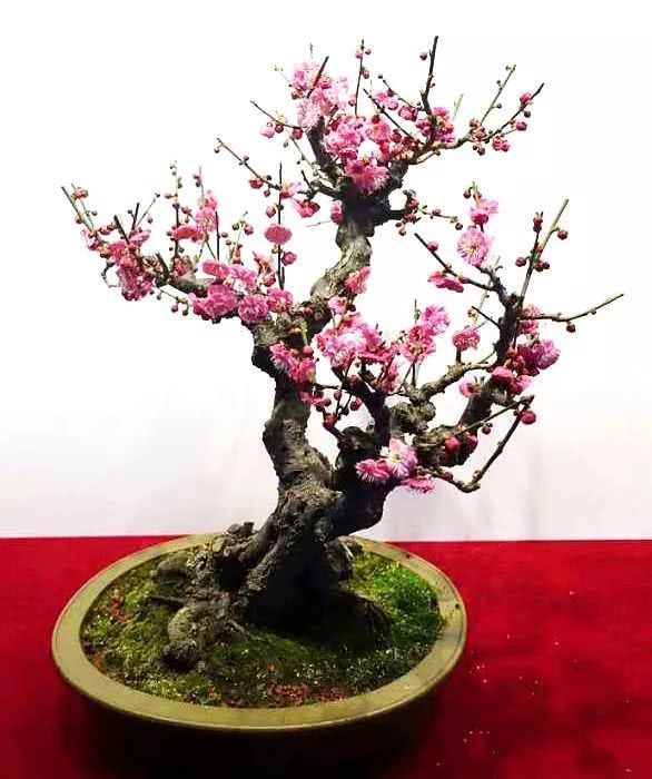 怎么养寒香梅,寒梅的养殖方法