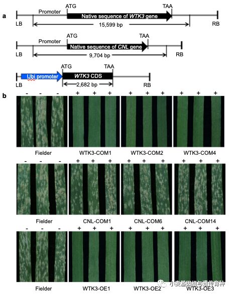NatureCommun|刘志勇组与李洪杰组合作克隆小麦抗*粉白**病基因Pm24