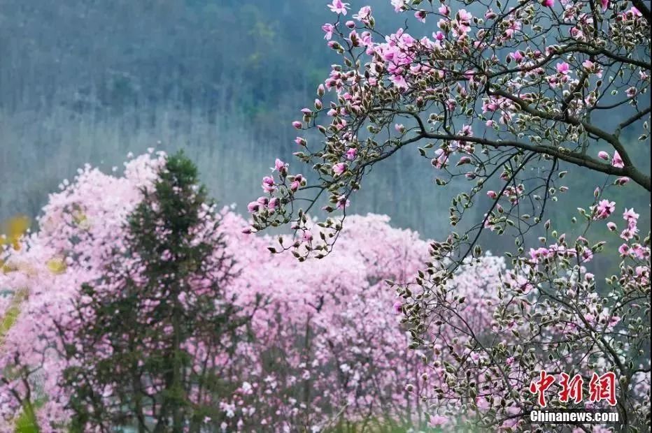 今日立春冬已尽春可期,今日立春春暖花开