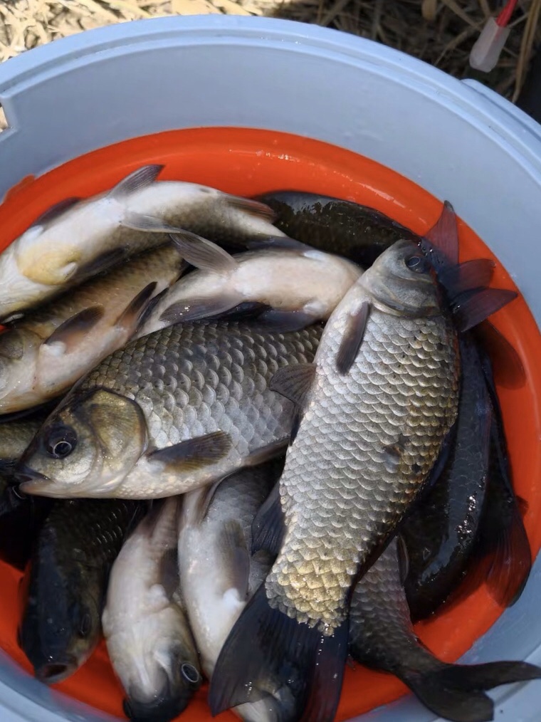 朝天钩选多大号合适,朝天钩最大能用几号钩