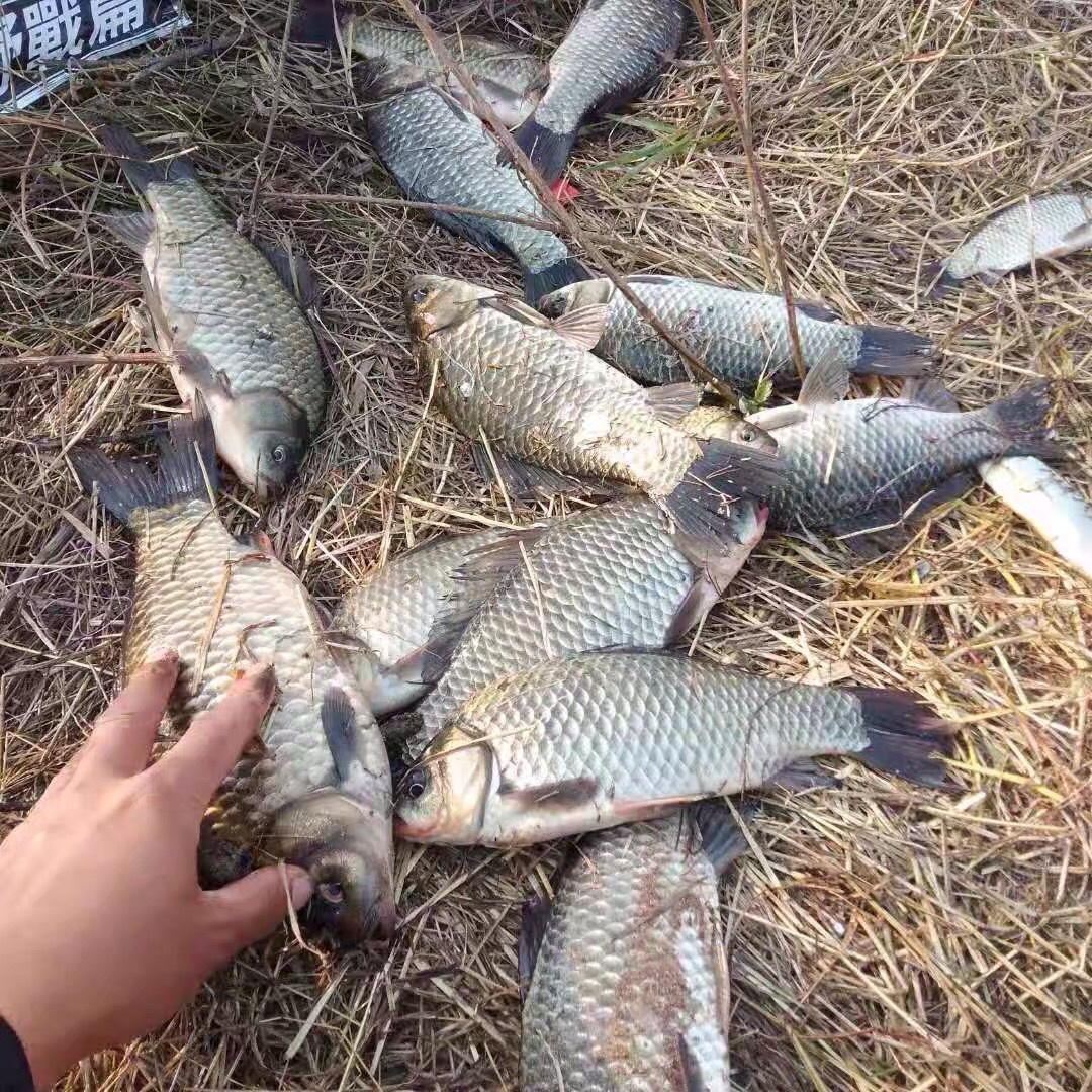 晚春钓鱼秘诀大全,早春钓鱼四字口诀