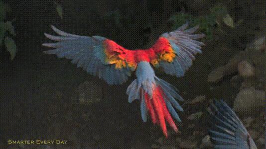 介绍第一视角蝙蝠,认识蝙蝠