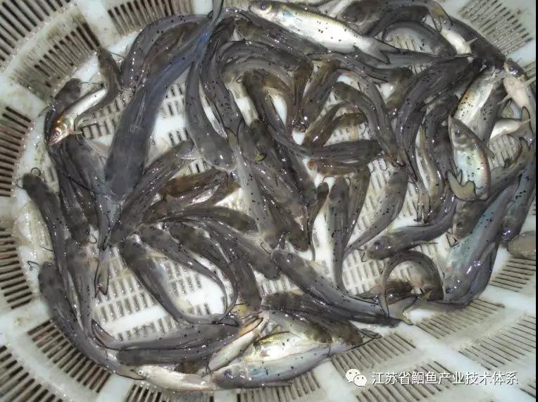 斑点叉尾鮰鱼苗培育技术,斑点叉尾鮰鱼种春季放养技术要点