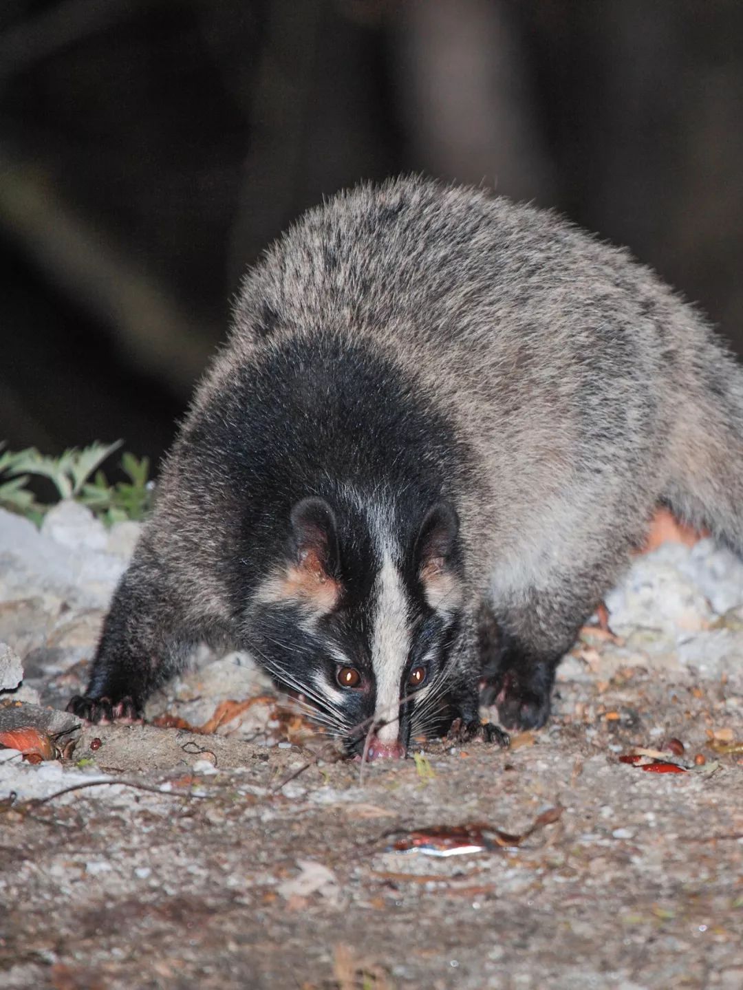 鍋囧鐥呮瘨鎰熸煋浜嗘垜,鍋囧鐥呮瘨鎰熸煋浜嗕綘