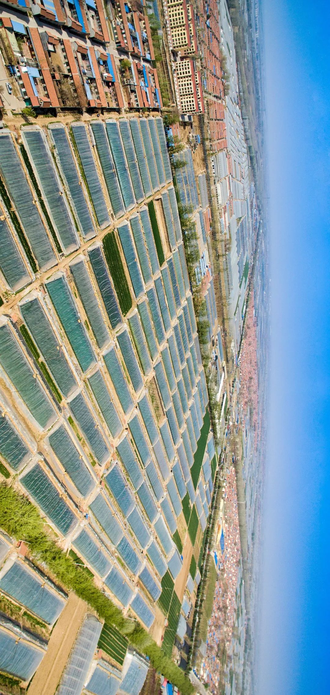 按吨起步支援湖北的蔬菜，背后是世界第一硬核蔬菜大国