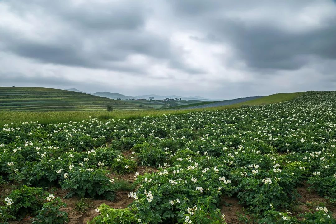按吨起步支援湖北的蔬菜，背后是世界第一硬核蔬菜大国