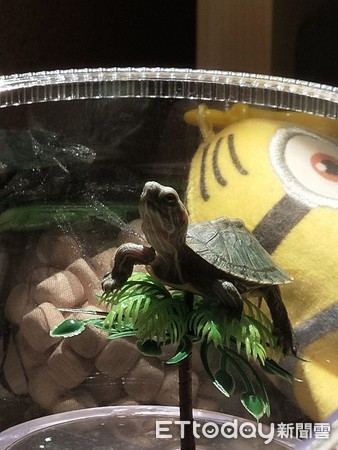 乌龟爱爬楼,乌龟一直向上攀爬