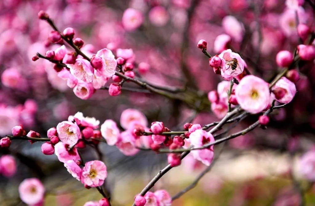 遇到诈骗电话是挂掉还是放任不管,接到诈骗电话就敲锅