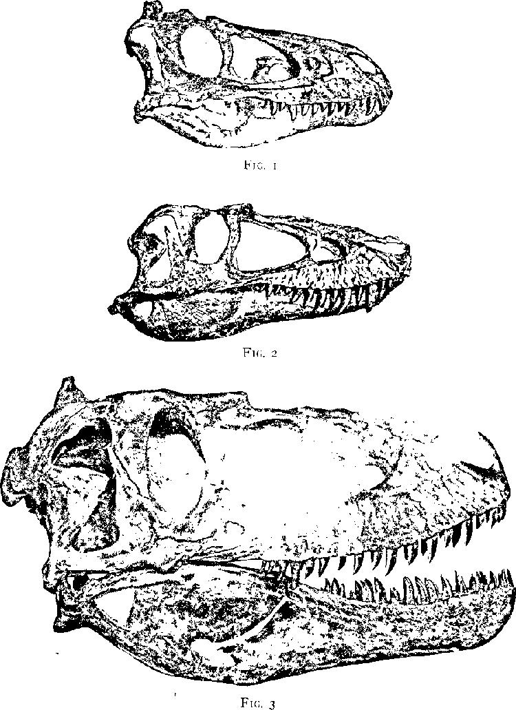 恐龙大战霸王龙vs矮暴龙,霸王龙遇到暴虐霸王龙