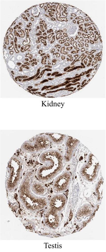 新冠感染者生育力检查,新冠病毒对睾丸有作用吗