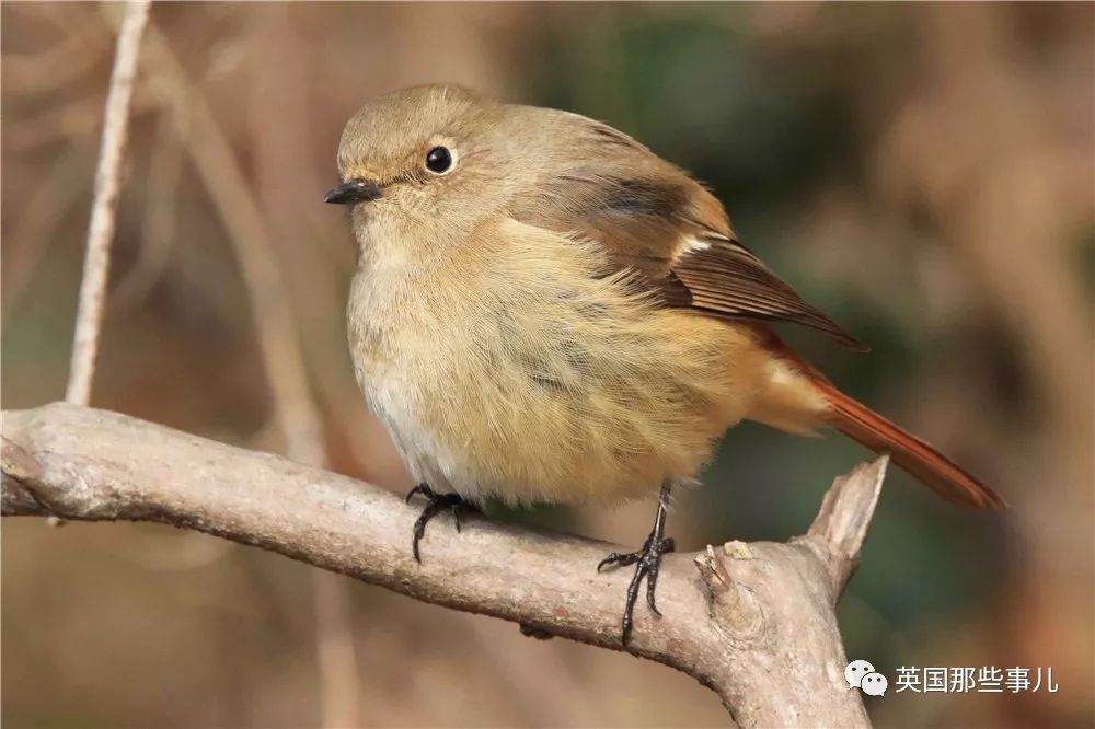 同样是冬天胖成球,凭什么鸟球就这么可爱