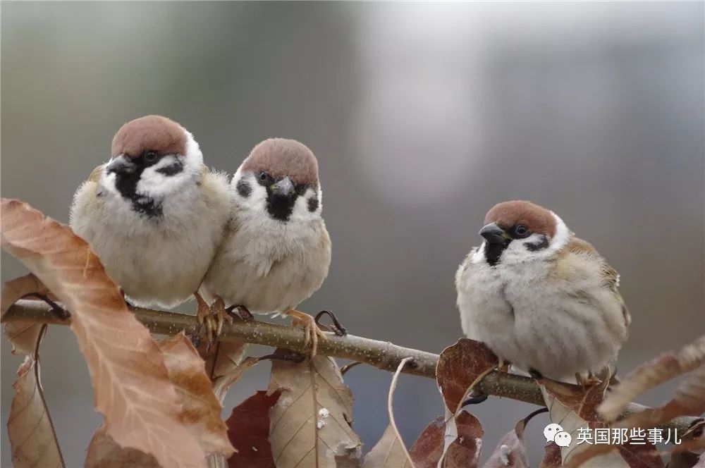 同样是冬天胖成球,凭什么鸟球就这么可爱