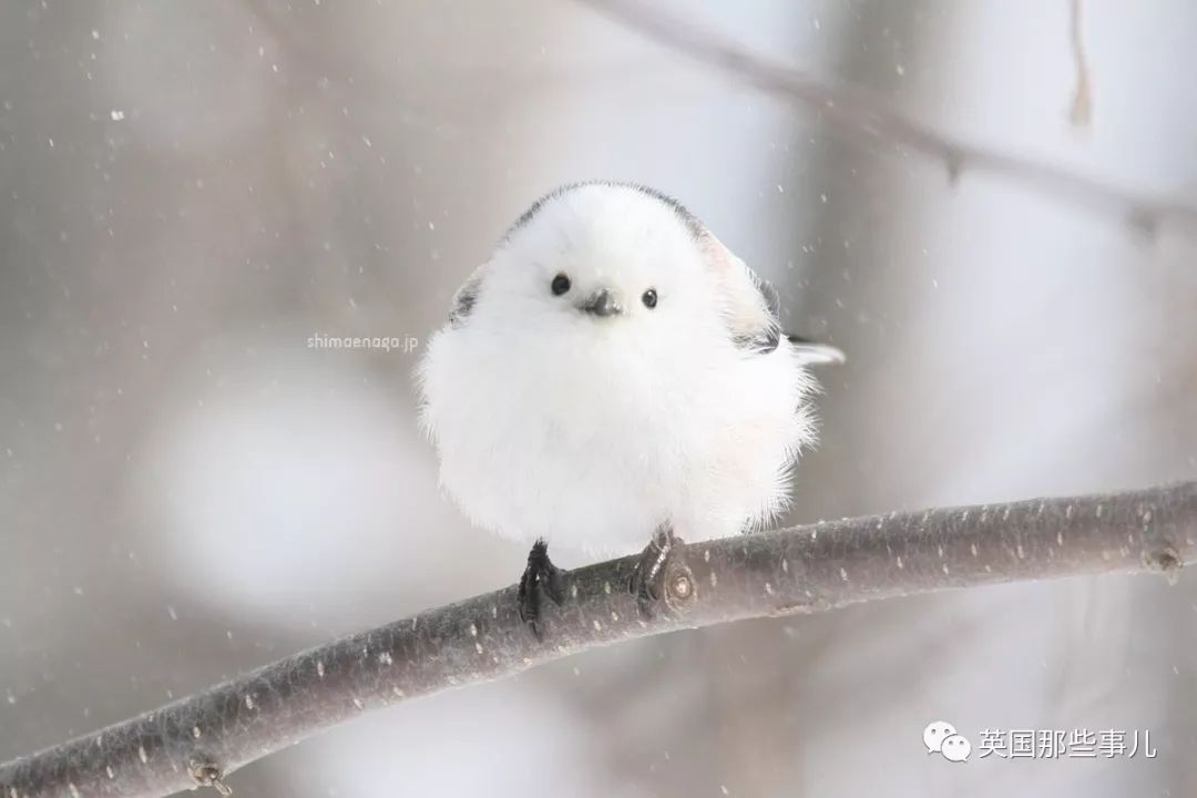 同样是冬天胖成球，凭什么鸟球就这么可爱