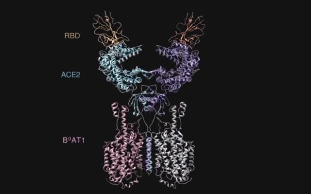 重大突破！西湖大学、清华和中科院三团队，率先解析出新冠病毒S蛋白与人细胞受体ACE2的复合结构