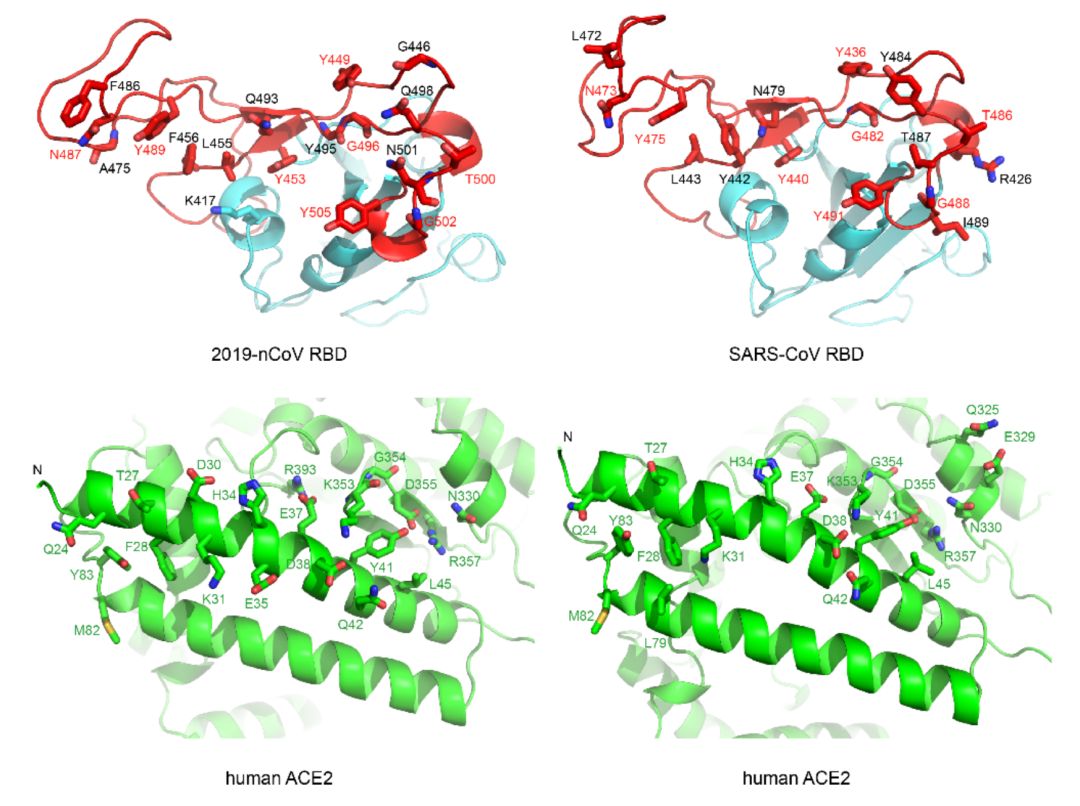 重大突破！西湖大学、清华和中科院三团队，率先解析出新冠病毒S蛋白与人细胞受体ACE2的复合结构