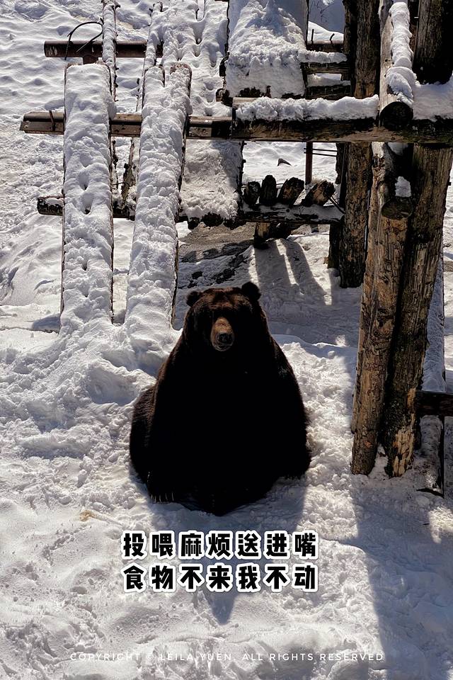 现在去日本买口罩,去日本买口罩日购