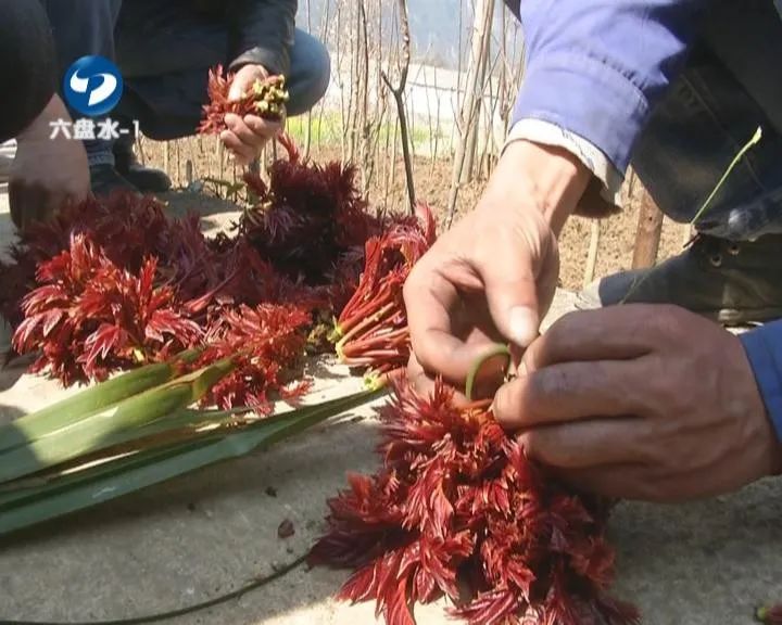 香椿这个时节不可错过的美味,鲜香椿炒鸡蛋正确做法