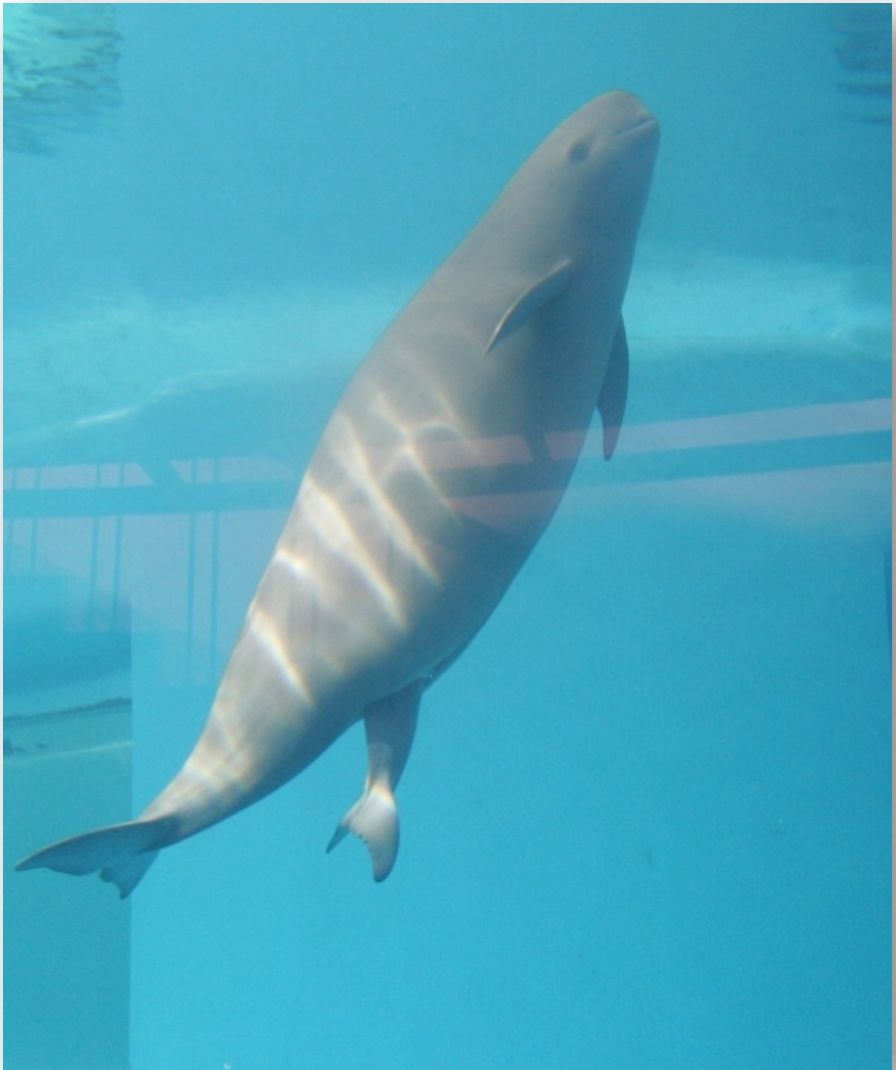 长江寻江豚,长江江豚的微笑