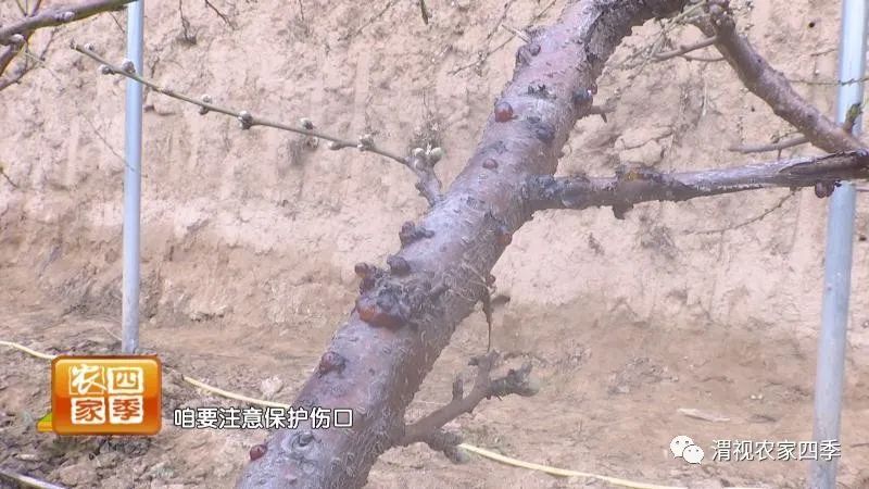 引起桃流胶病的原因是什么,桃子流胶病用什么药治