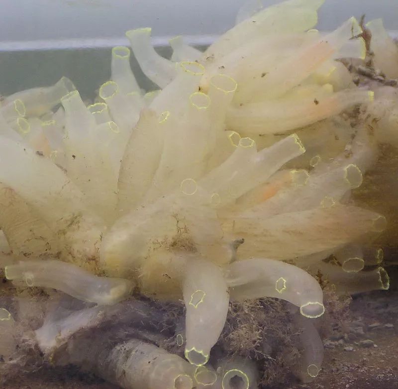 长颈鹿的角是犄角吗,长颈鹿的角