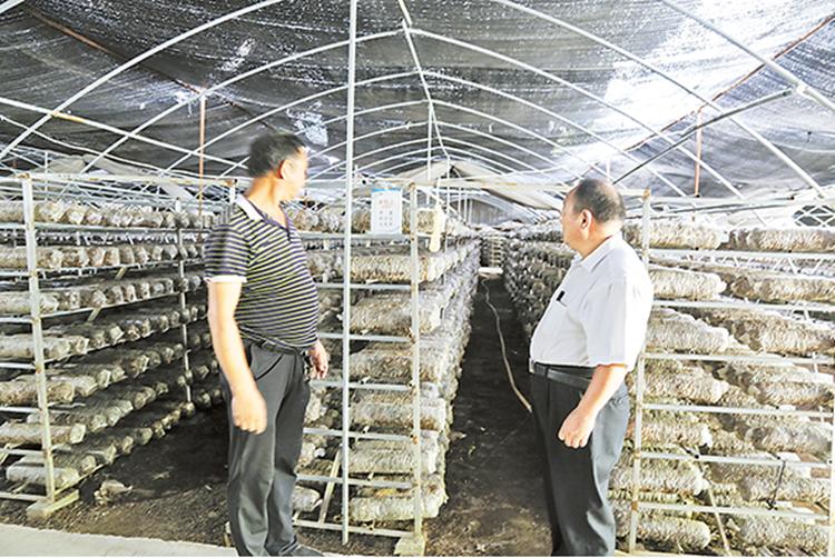 秦奋有新貌丨产业发展挺起脱贫“铁脊梁”丹凤县找到致富好路子