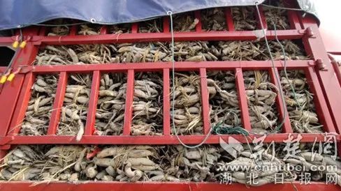 已全面掀起春耕备耕热潮,湖北农机促春耕视频