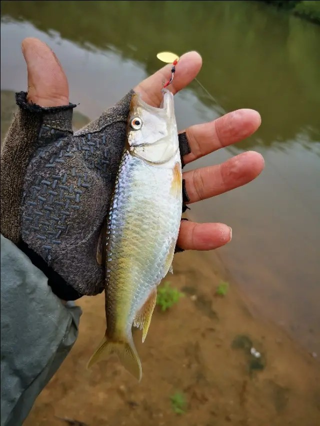 路亚一步到位还是循序渐进好,摸索反思