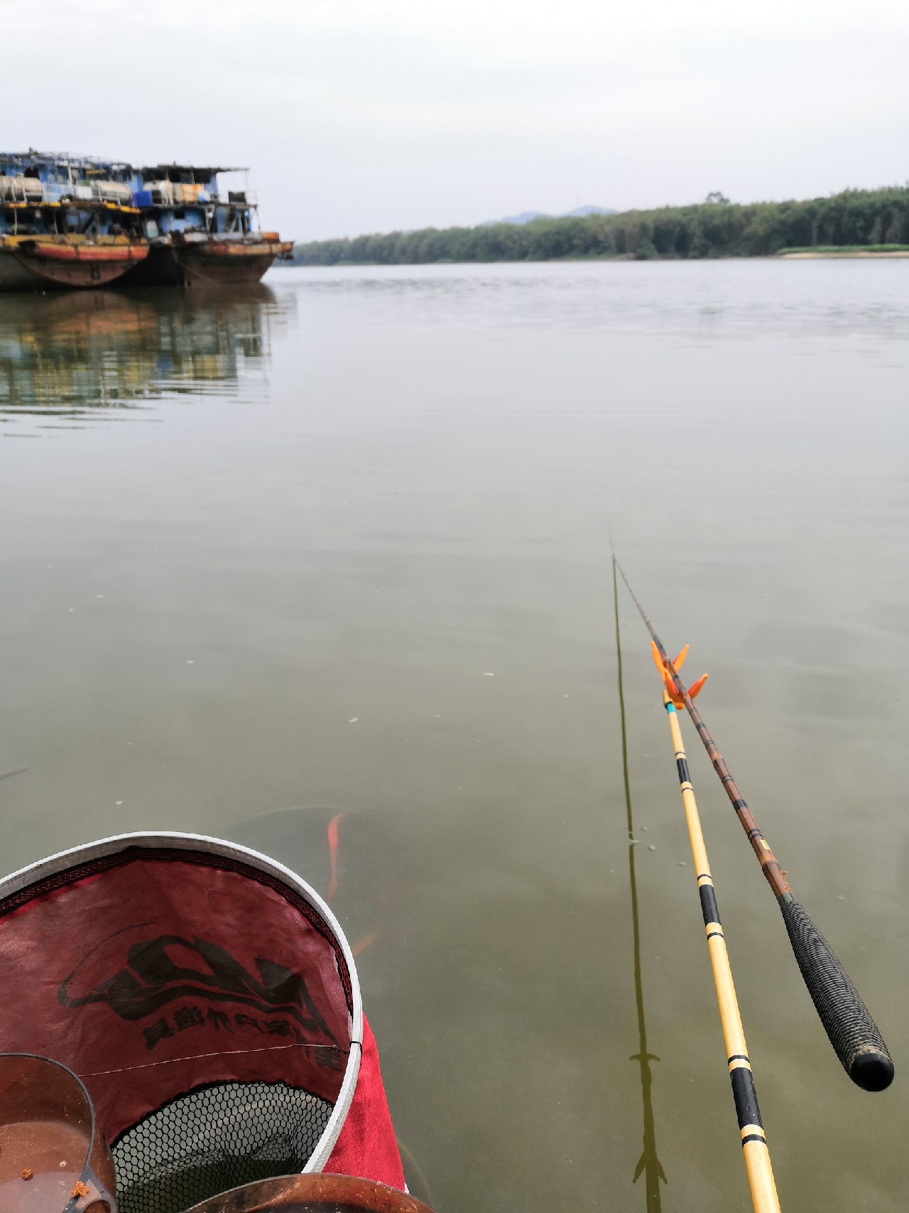 增江钓土鲮时间,增江土鲮爆护