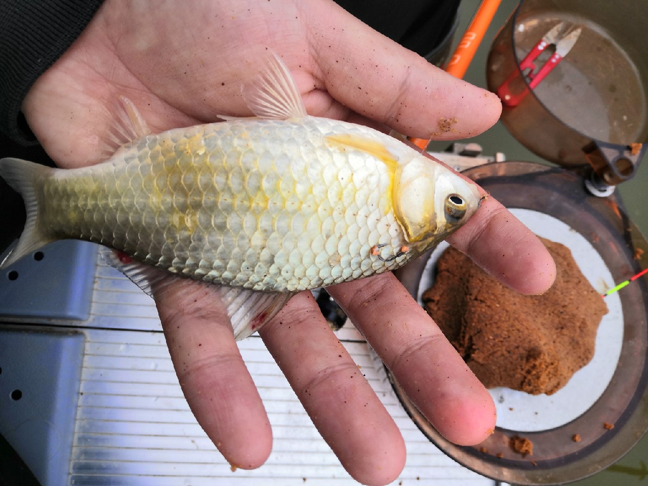 增江钓土鲮时间,增江土鲮爆护