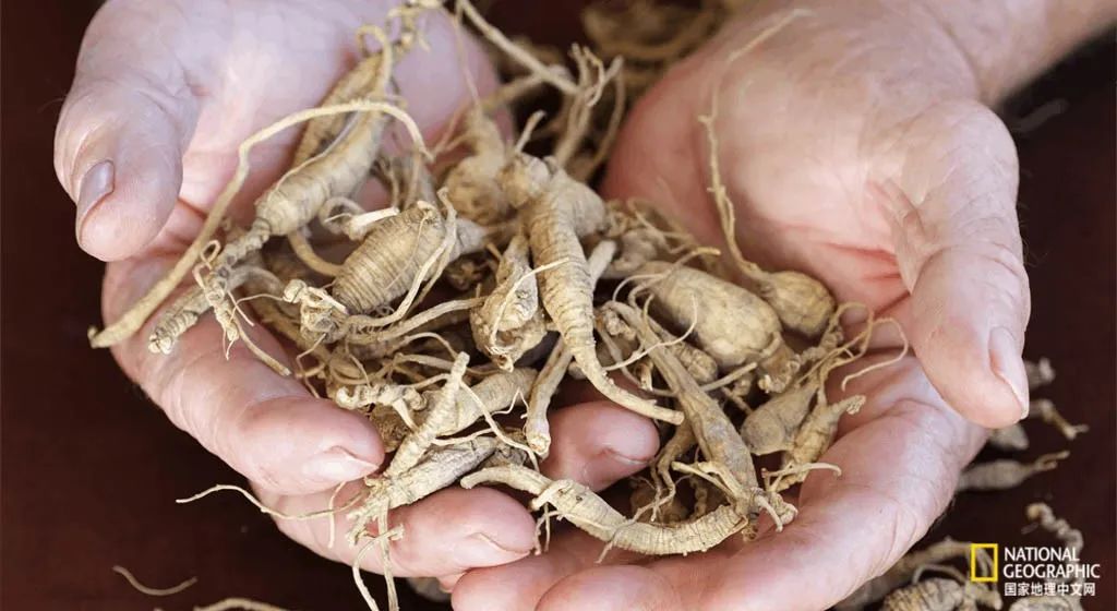 人参大战莱菔子,人参大战灵芝