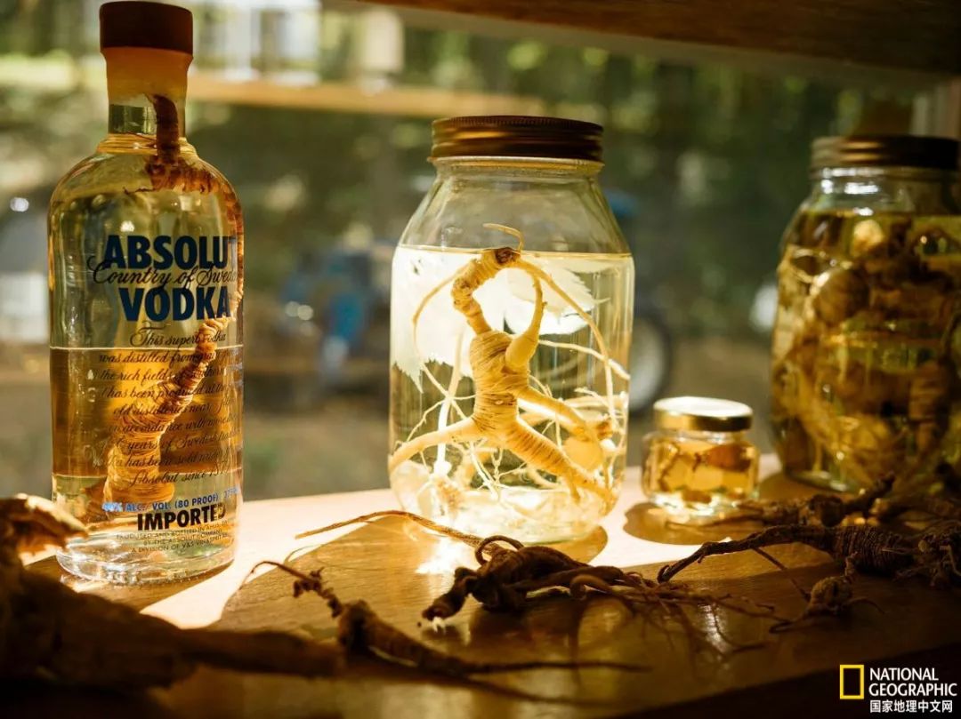 人参大战莱菔子,人参大战灵芝