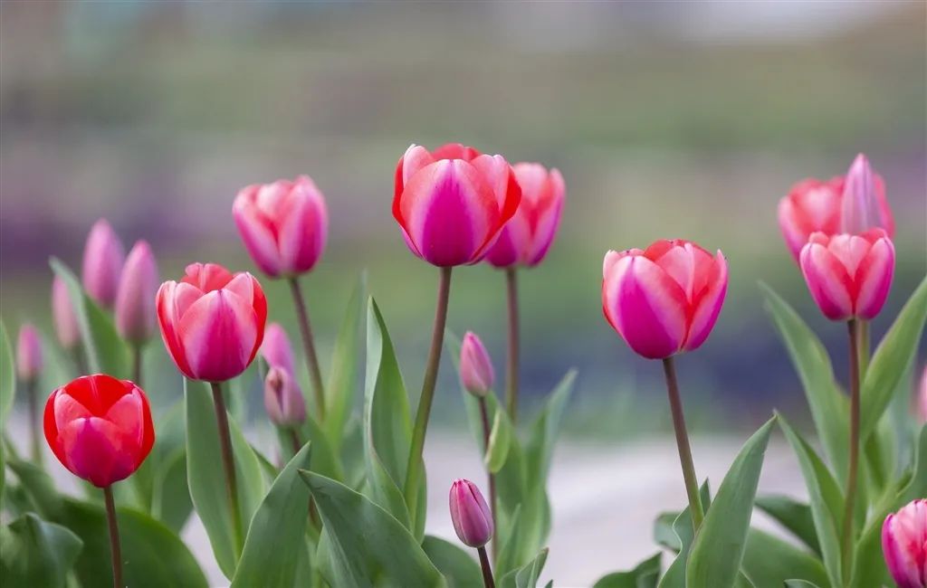南京赏花地图请收好,江宁赏花好去处