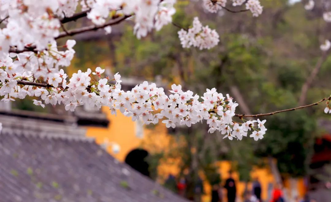 古诗词中的春天的美,春天里的古诗词美篇