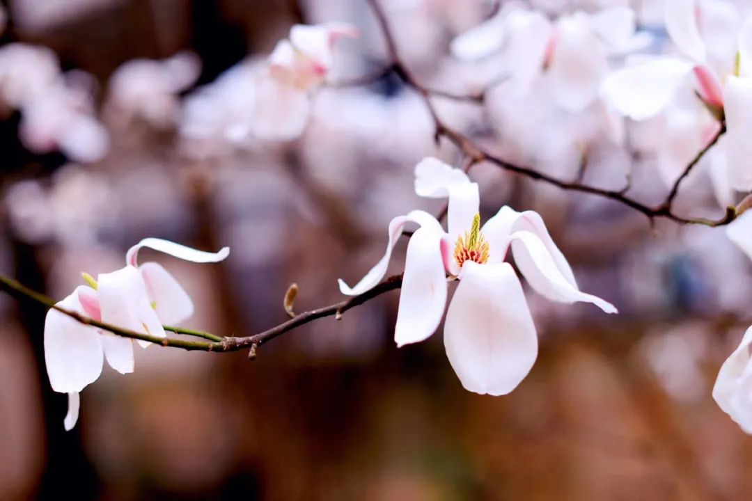 春天真是美不胜收,诗词里的春天美醉了