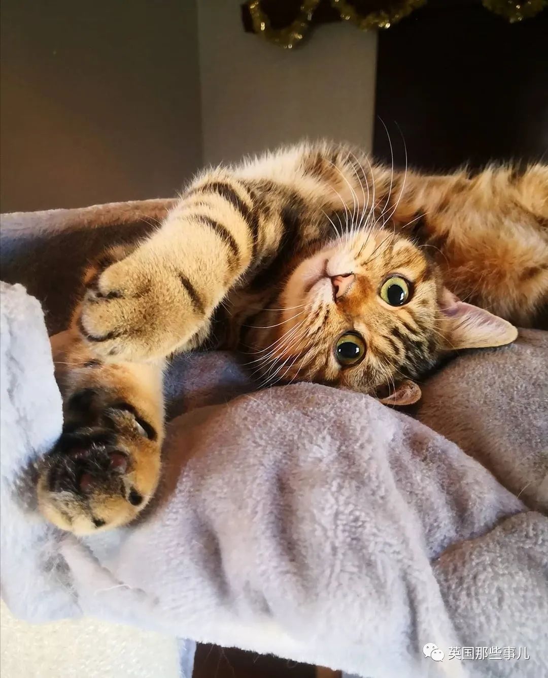 高颜值会笑的橘猫,又可爱又萌萌哒的小橘猫