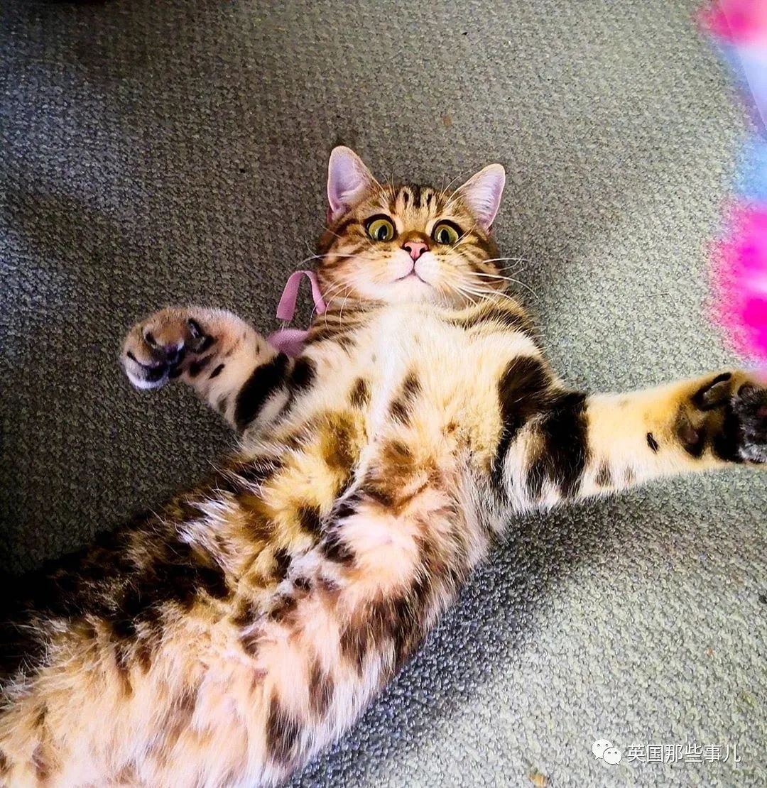 高颜值会笑的橘猫,又可爱又萌萌哒的小橘猫