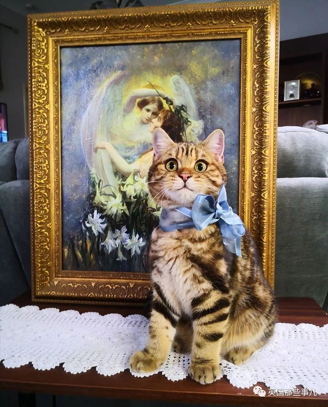 高颜值会笑的橘猫,又可爱又萌萌哒的小橘猫